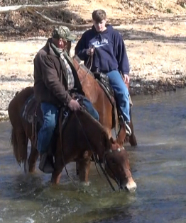 gaited mule